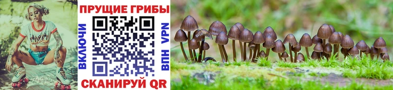 наркошоп  Невьянск  Галлюциногенные грибы Psilocybe 